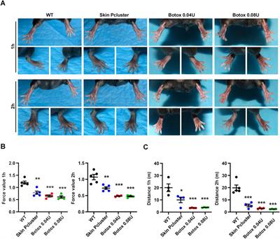 A nanohybrid synthesized by polymeric assembling Au(I)-peptide precursor for anti-wrinkle function